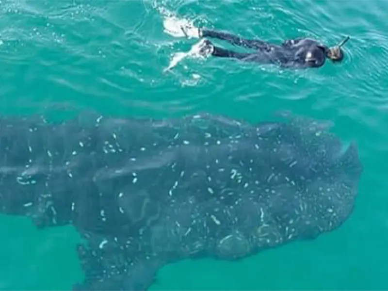 Tour Tiburon Ballena baja vice