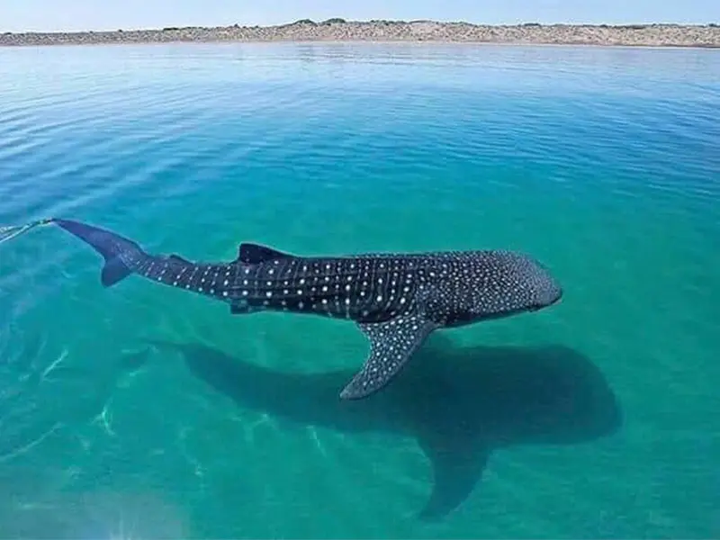 Tour Tiburon Ballena baja vice