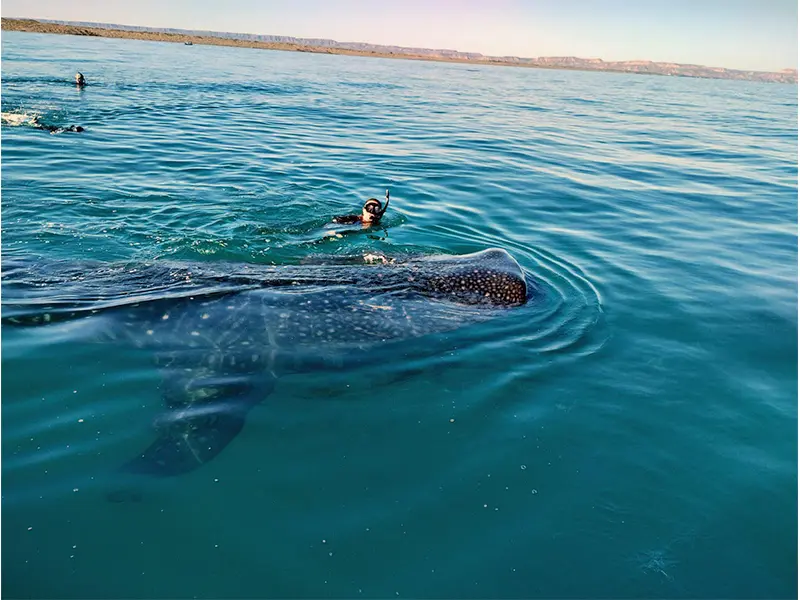 Tour Tiburon Ballena baja vice