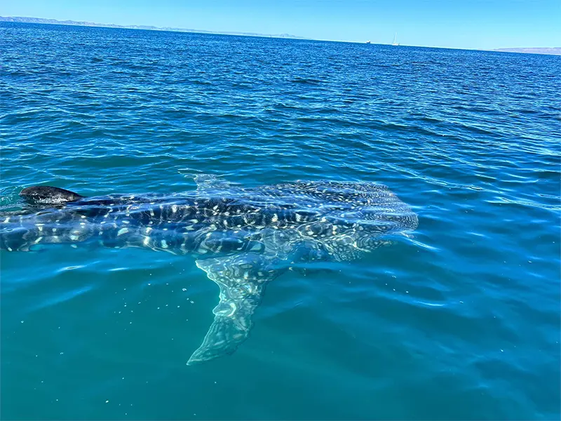 Tour Tiburon Ballena baja vice