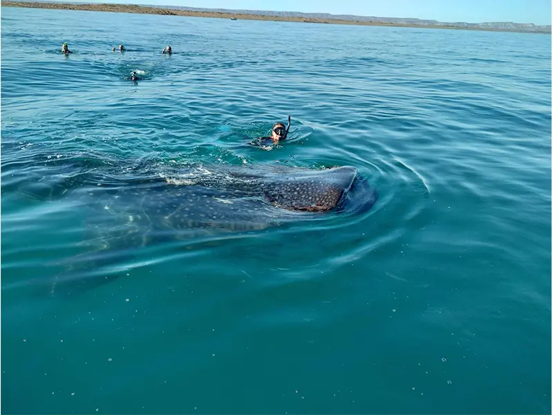 Tour Tiburon Ballena baja vice