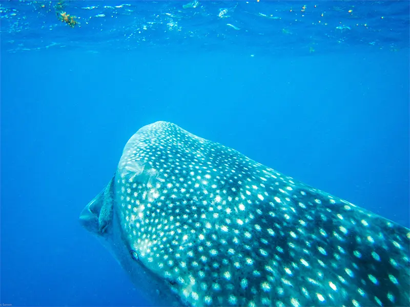Tour Tiburon Ballena baja vice