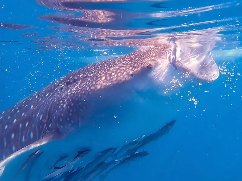 Tour Tiburon Ballena baja vice