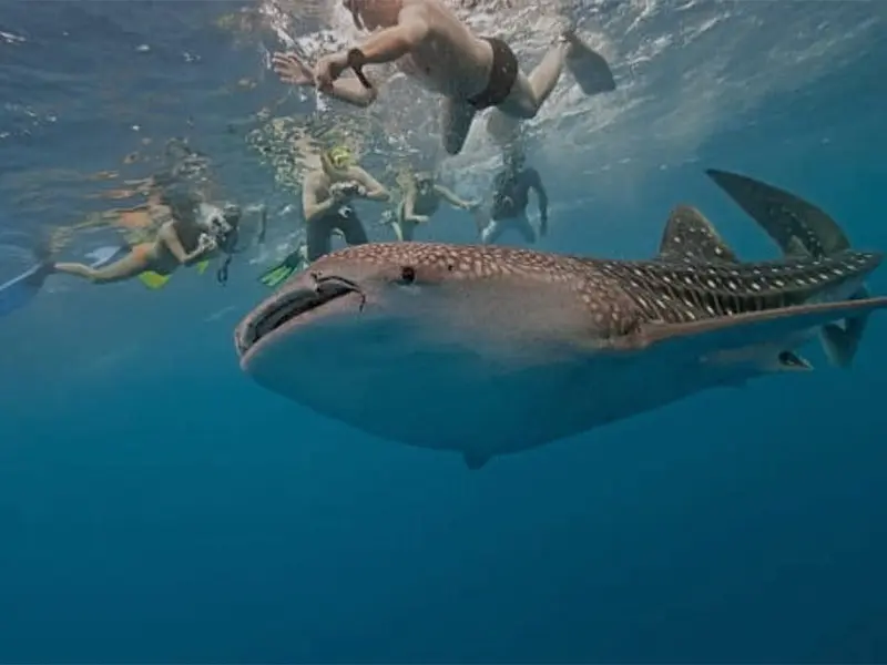 Tour Tiburon Ballena baja vice