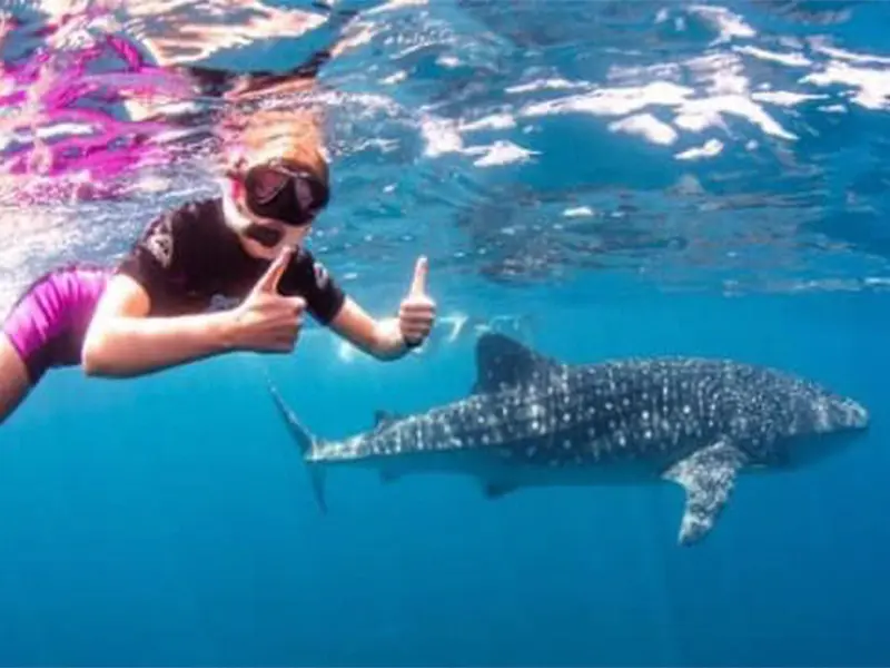 Tour Tiburon Ballena baja vice