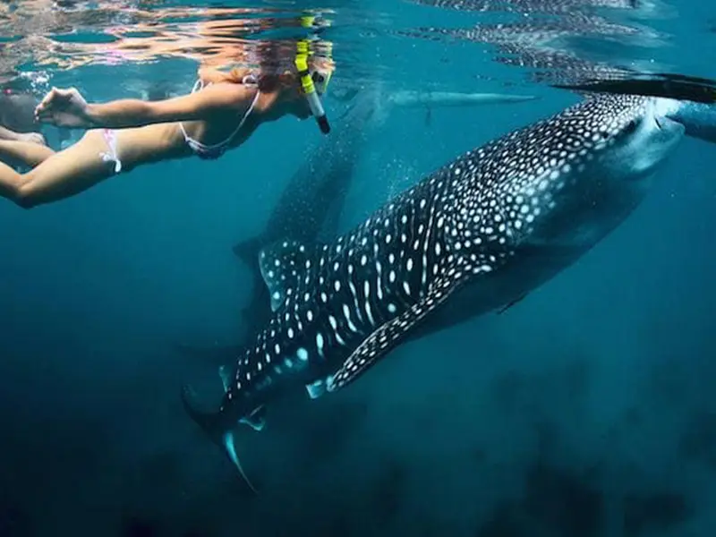 Tour Tiburon Ballena baja vice