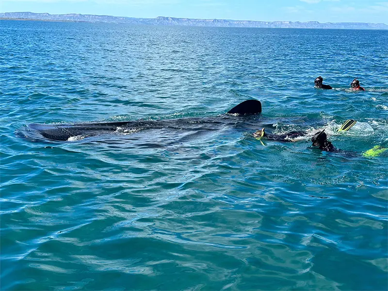 Tour Tiburon Ballena baja vice